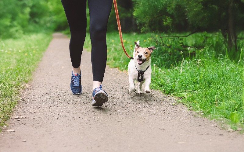 Di quanto esercizio fisico ha bisogno il tuo cane ogni giorno?